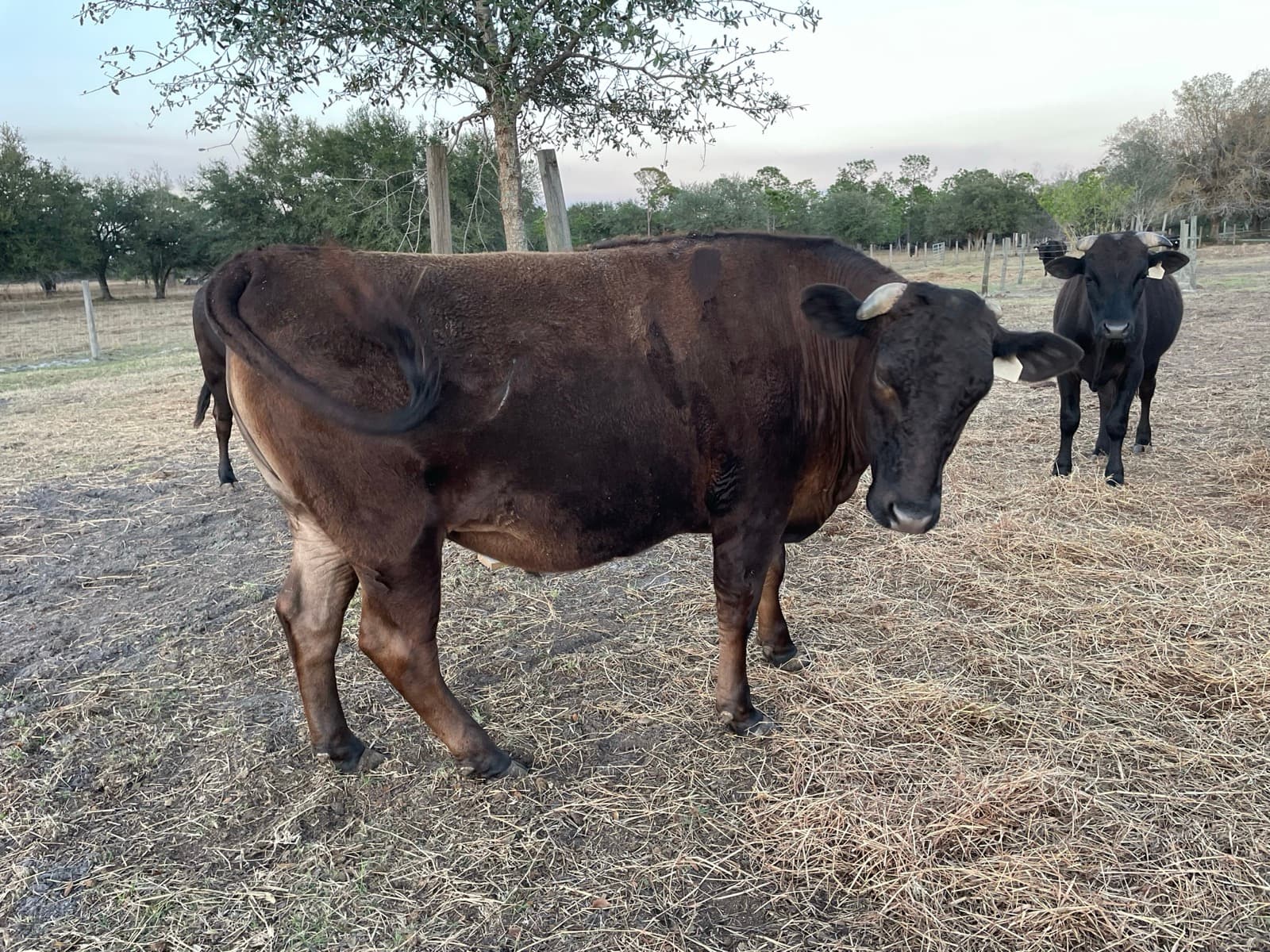 Fullblood Wagyu steer FB94946 on pasture