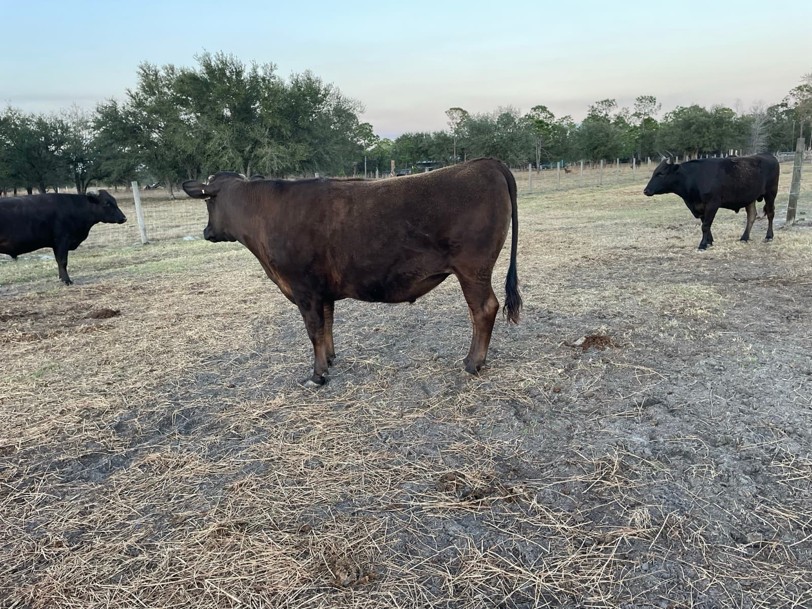 Fullblood Wagyu steer — pasture