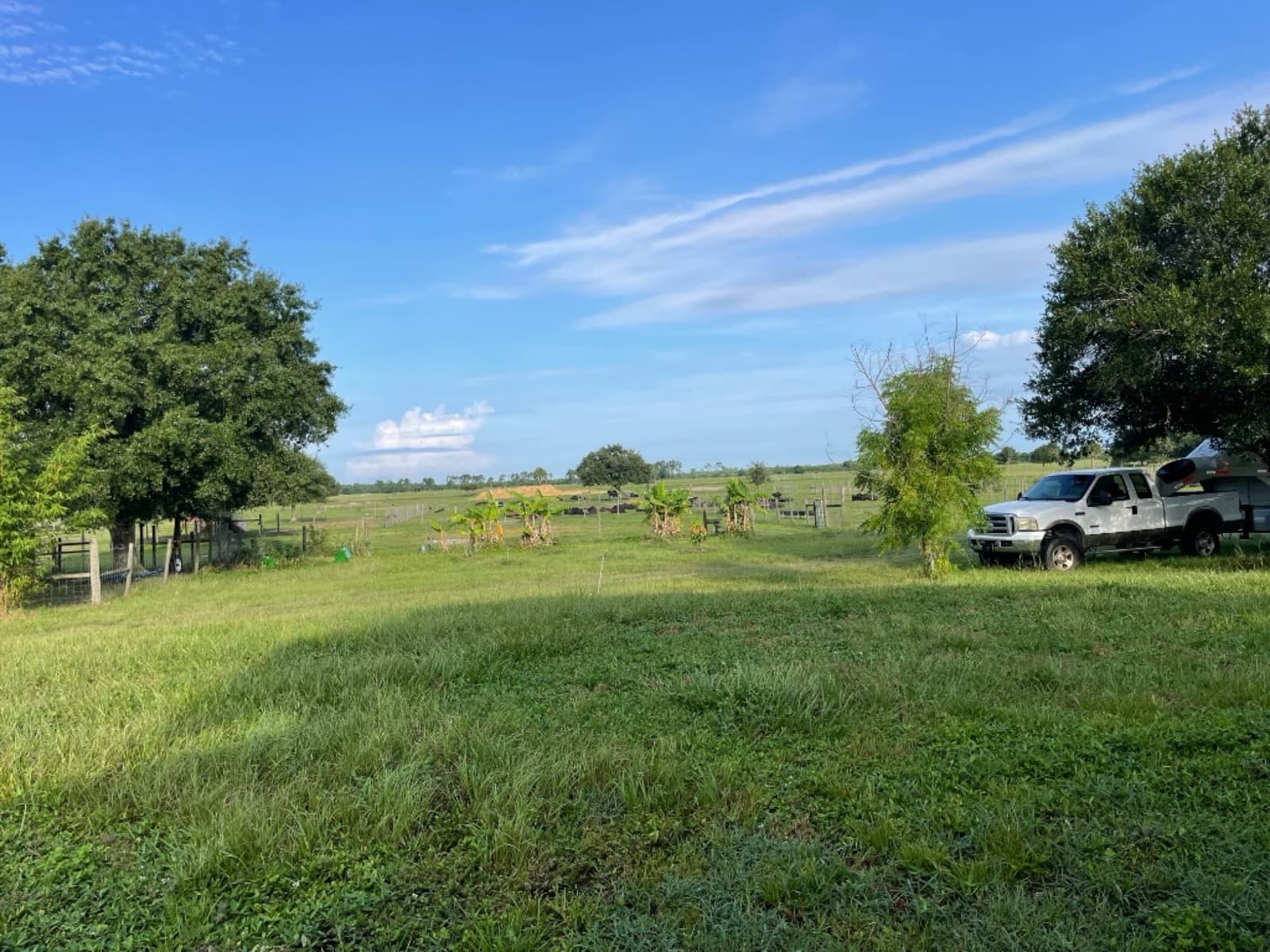Pasture at Punta Wagyu Ranch, Charlotte County, Florida