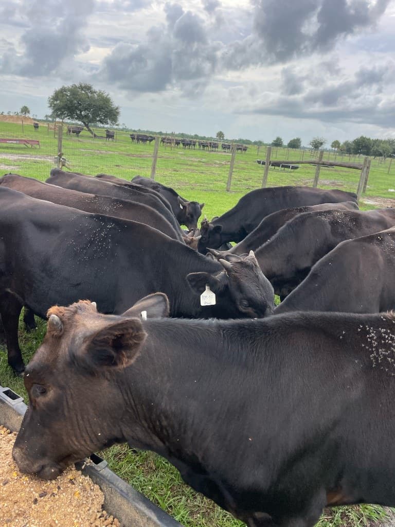 Wagyu cattle at the feed bunk on open pasture at Punta Wagyu Ranch, ear tags visible, herd grazing in the background