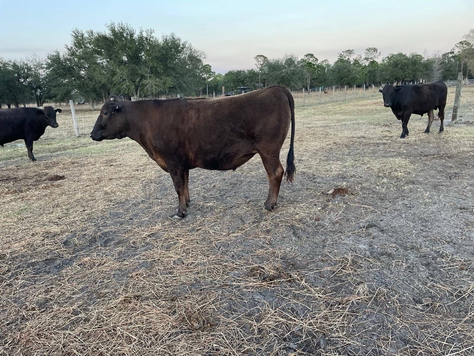 Fullblood Wagyu — side profile