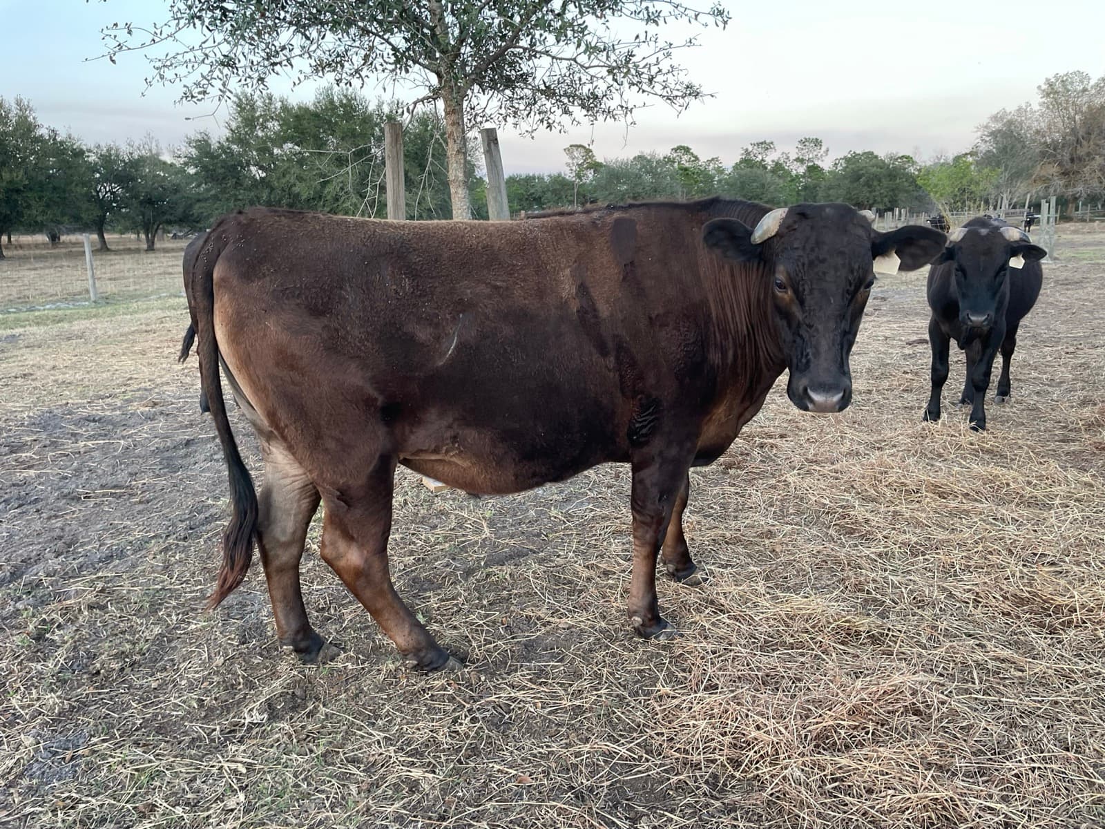 Fullblood Wagyu — close detail