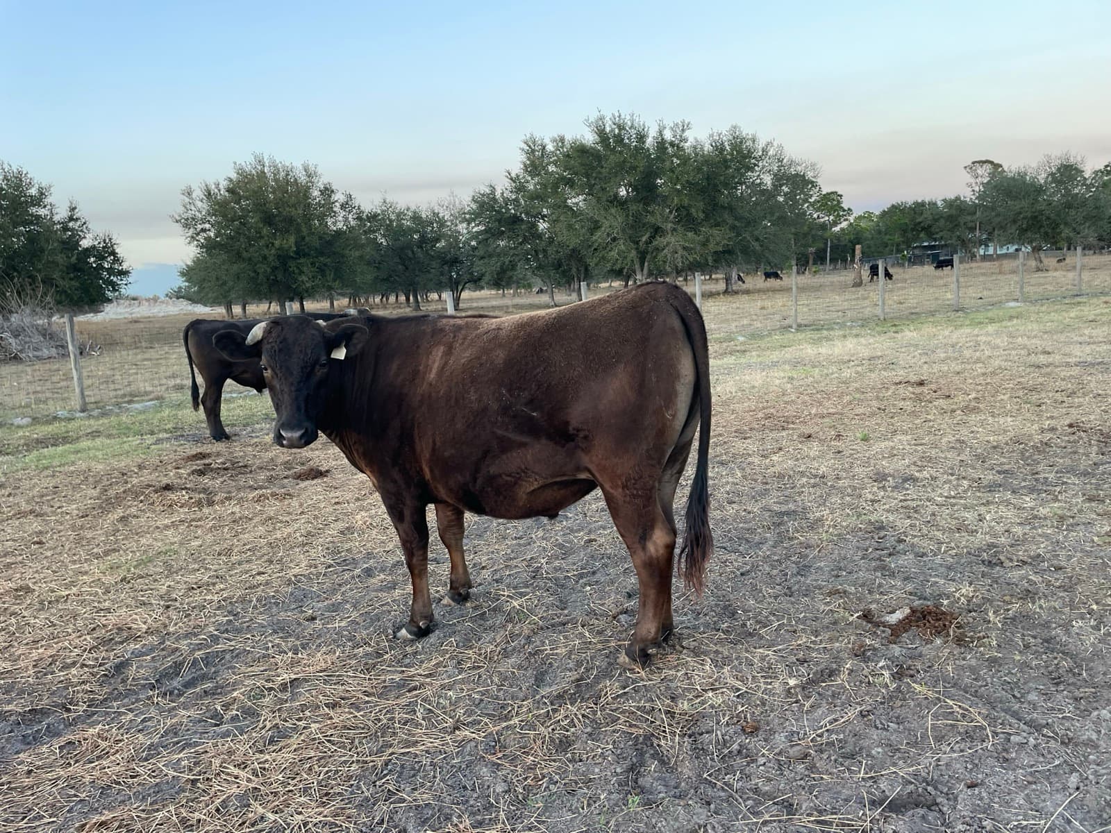 Fullblood Wagyu — homestead raised